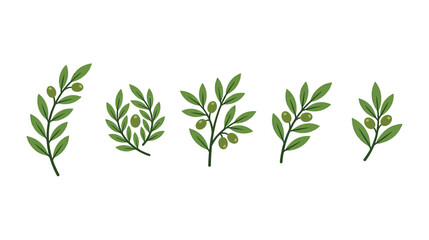Fototapeta premium Green Olive Branches with Leaves and Fruit