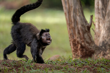 Obraz premium Capuchin monkey runs