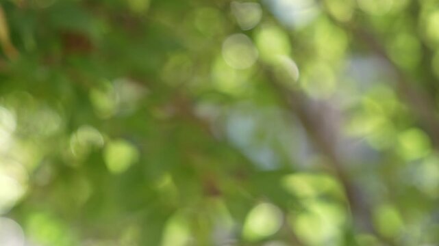 Beautiful spring nature with blurry sunlight shining trough the forest trees, Low view Defocused blurred of green and yellow bokeh with warm light moving with the wind.Real time full 4k video footage.