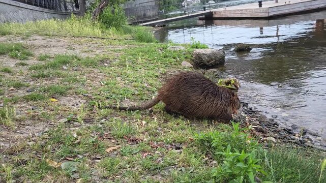 Tracking shot of muskrat moving from grassy shore into shallow river near wooden dock and swimmers. Nutria in Vltava in Prague
