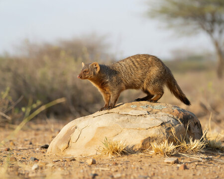 Banded Mongoose Standing on Rock in Dry Landscape animal