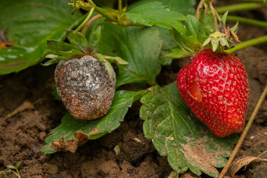 Strawberries showing signs of ripening and decay in a garden setting during daylight