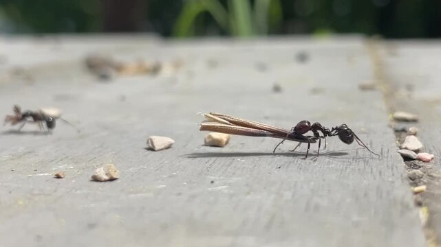 Large ant carrying food on concrete walkway, close-up macro insect movement, outdoor nature b-roll.