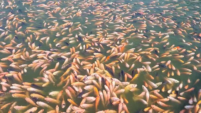 abundance, agriculture, animal, aquaculture, aquaculture industry concept, aquatic, aquatic environment background, aquatic life pattern, colorful fish group, commercial fish production, crowd, ecosys