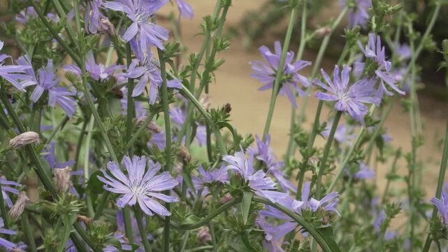 Close up view of numerous light blue common chicory (Cichorium intybus) blossoms blooming on slender stems. Useful for herbal medicine, biological, and nature content.
