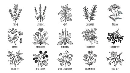 Botanical Illustration Set of Herbs and Berries © rendiodding