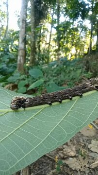 Macro shot of a large brown Fig Sphinx caterpillar crawling on a green leaf
