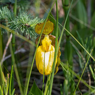 Yellow Lady's Slipper Orchid (Cypripedium parviflorum) Blooming in a Boreal Woodland Marsh