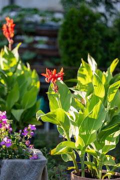A beautiful red canna lily (Canna indica) blooms in a summer garden illuminated by sunlight.