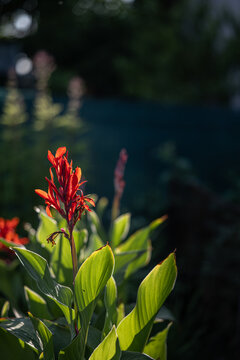 A beautiful red canna lily (Canna indica) blooms in a summer garden illuminated by sunlight.