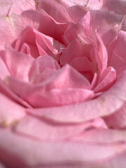 Fototapeta premium Extreme close-up macro photo of delicate soft pink rose petals with smooth texture and dreamy natural light. Romantic floral background with pastel tones.