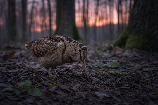 A woodcock in a twilight forest, its long bill probing the damp soil.
