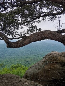 Lush green trees along the cliffside and a beautiful view of the sky.