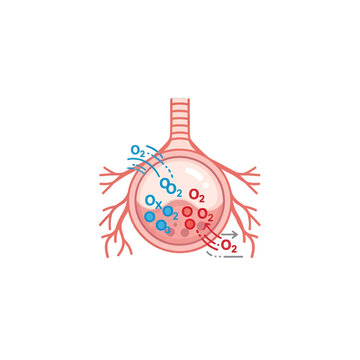 A medical illustration showing the process of gas exchange within a human lung air sac