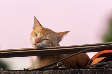 cat on the roof at sunset © ric