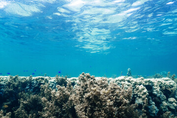 Underwater Coral Reef Landscape with Tropical Fish © Satoshi