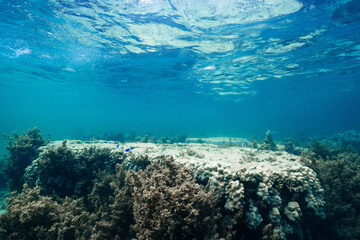 Crystal Clear Tropical Sea Above a Coral Reef © Satoshi