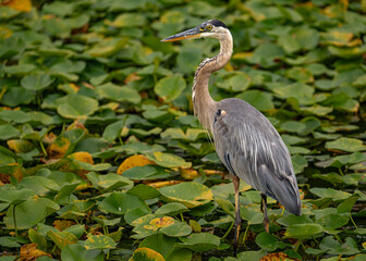 Obraz premium great blue heron