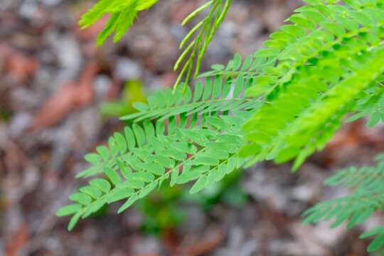 Leaves of Tamarind tree or Tamarindus indica L. Tamarind is a leguminous tree bearing edible fruit , herb medical, leaves background