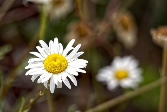 Snapped this photo up in the mountains yesterday. A daisy (Leucanthemum vulgare). 