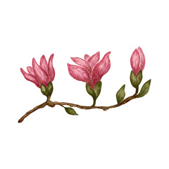Watercolor blooming magnolia branch with pink flowers and bub isolated on white background. Hand painted botanical clipart for spring design, invitations, greeting cards, patterns and floral decor © Elena