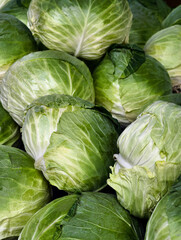 Fototapeta premium Fresh Green Cabbage Heads in Market