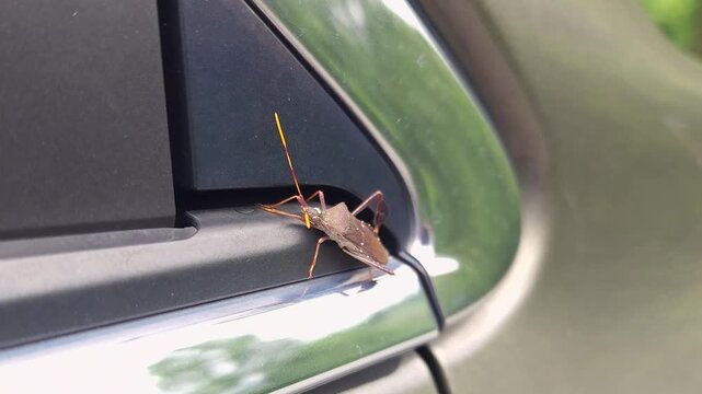 A brown, orange, and white, leaf-footed bug, coreids, on the exterior of a parked car. It has flattened, leaflike extensions on hind legs