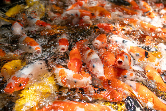 Bright colorful koi carp fish crowding together and feeding in pond close-up view