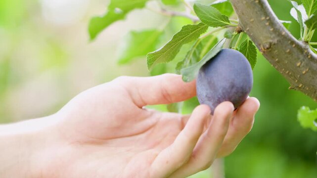 Male hand picking ripe blue plum from tree branch in sunny summer orchard, close up