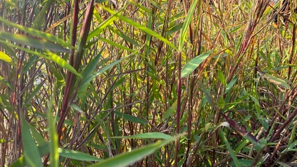 Obraz premium Wild Green Grass with Red Stems in Sunlight