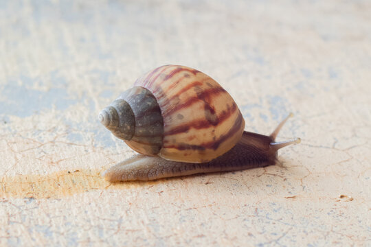 High-resolution macro photograph of a striped land snail crawling on a textured surface under soft natural light. The image features detailed shell patterns, visible body texture, shallow depth of fie