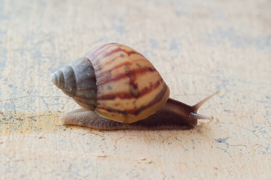High-resolution macro photograph of a striped land snail crawling on a textured surface under soft natural light. The image features detailed shell patterns, visible body texture, shallow depth of fie