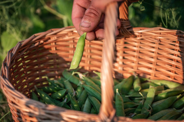 Obraz premium Hands Holding Wicker Basket Full of Freshly Harvested Green Pea Pods in Garden