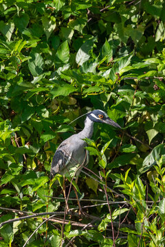 black crowned night heron