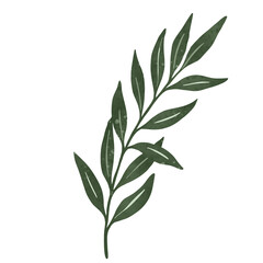 Fototapeta premium Minimalist watercolor green leafy branch element isolated on black background