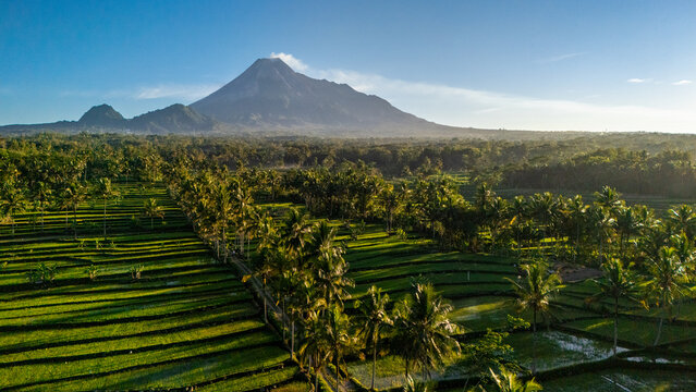 Aerial view of the majestic Mount Merapi volcano rising above lush green rice terraces and palm trees in the morning light in Cangkringan, Special Region of Yogyakarta, Indonesia.