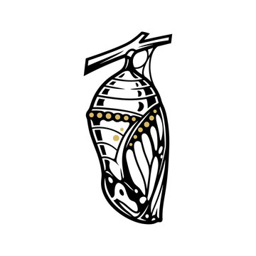 Butterfly Chrysalis Hanging From Branch Vector Art.