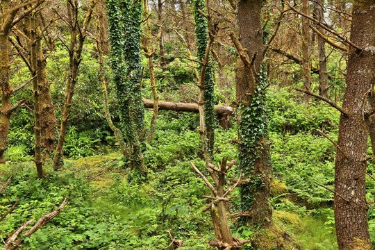 Nature in County Sligo, Ireland. Benbulben forest (also known as Benbulbin or Ben Bulben). Common ivy creeping on trees.