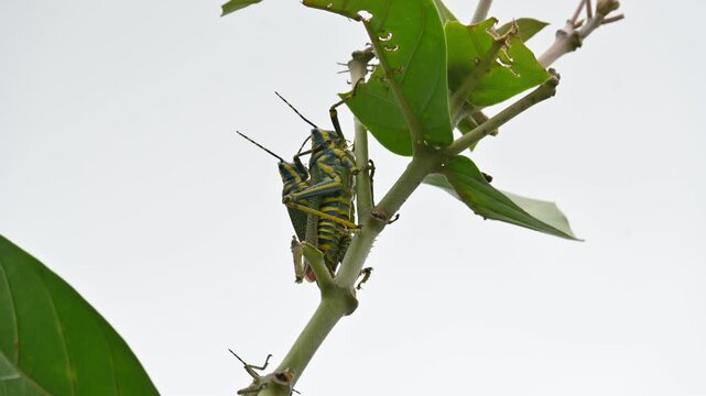 Mating pair of Poekilocerus pictus. Its common name is painted grasshopper,&nbsp;aak grasshopper&nbsp;and&nbsp;ak grasshopper. It is a fairly large and brightly coloured species of&nbsp;grasshopper. This is toxic.