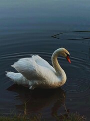 Fototapeta premium White swan on deep blue water close up