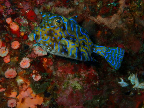 岩礁を泳ぐ鮮やかな青い模様のシマウミスズメ、ハコフグの仲間、海洋生物、水中マクロ撮影