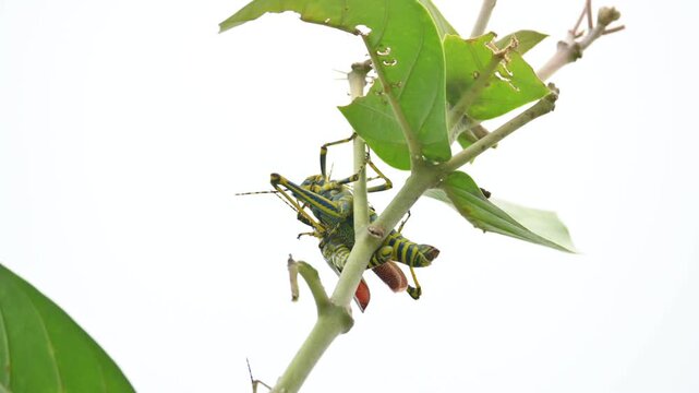 Mating pair of Poekilocerus pictus. Its common name is painted grasshopper,&nbsp;aak grasshopper&nbsp;and&nbsp;ak grasshopper. It is a fairly large and brightly coloured species of&nbsp;grasshopper. This is toxic.