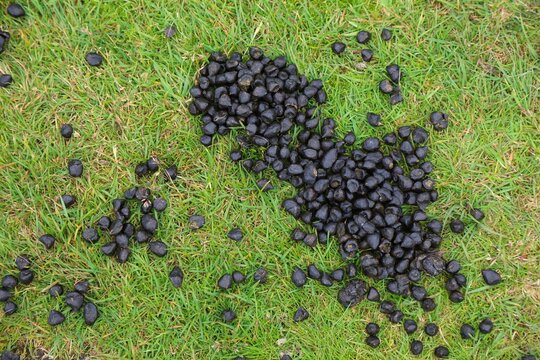 Sheep poop - animal droppings in the grass. Ireland agriculture.