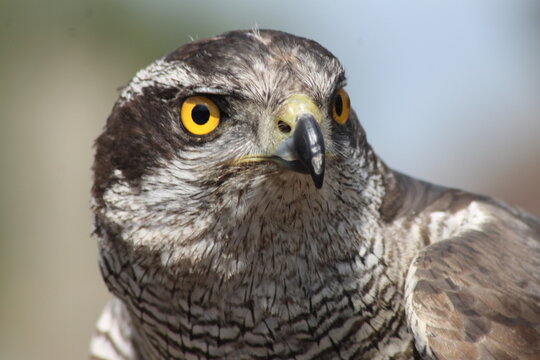 Hawk