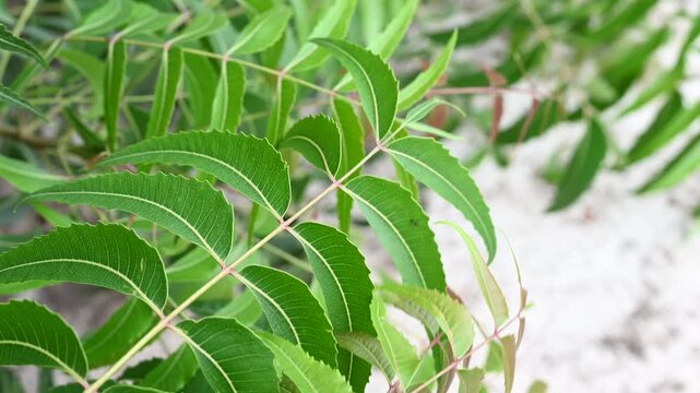 Close-up of Fresh Green Neem Leaves (Azadirachta Indica) Blowing in the Wind. Natural Medicine