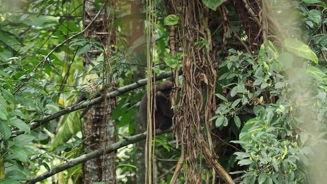 Agile lar gibbon monkey swinging in dense rainforest jungle