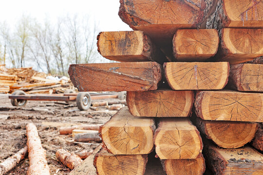 Close-up of stack of freshly sawn logs. Logs are neatly stacked on top of each other. Cuts have smooth texture, annual rings and cracks. Cart or trailer with wheels is visible in background