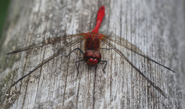 Red Veined Darter