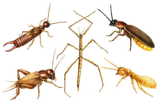 Insect Collection Watercolor with Earwig Stick Bug Firefly Cricket and Termite Isolated on White for Educational Nature Design Art
