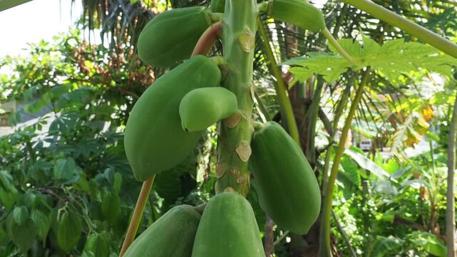 Unripe green papaya fruit growing on a tree